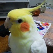ルチノウ