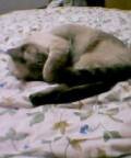 ねこの