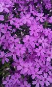 シバ桜