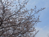 朱緒