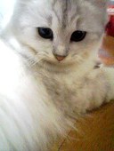 KAN