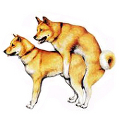 犬