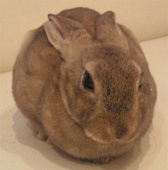げんこ