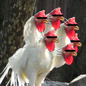 鶏