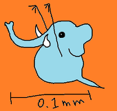 エレファントスモールス
