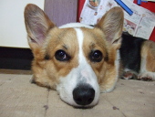 珠雄