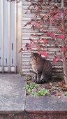 みくに