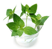 Lime眠兎*