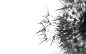 pumila