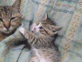 どもく