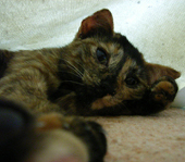 ねこ