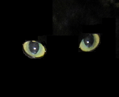 Acht Katzen