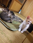 うさこ