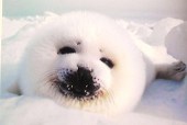 ても