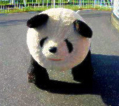まめまき