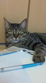 ヒロ