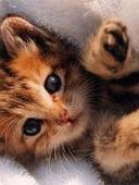 茶猫
