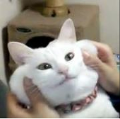 のりまき
