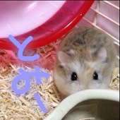 とみー