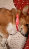ちあの