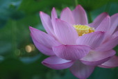 蓮華