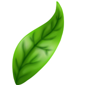 みどり茶