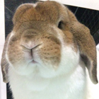 さくま