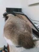 ぴぃ
