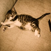 cats299