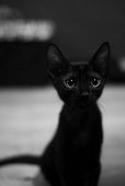 しま子