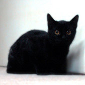黒いねこ