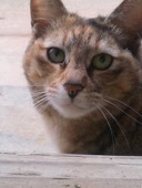 ぽち猫