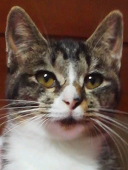 とろろねこ