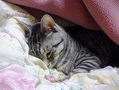 わさび