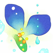 雨露草
