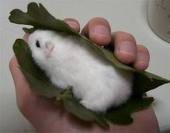 ぼくとーの鞘