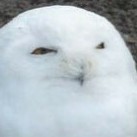 en