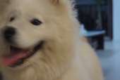 Chiasta