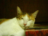猫実花