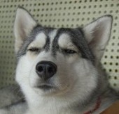 wǒ熊