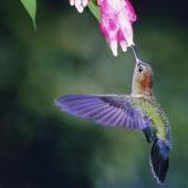 蜂鳥琉璃