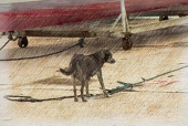 海辺の犬