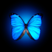 Blue Butterfly