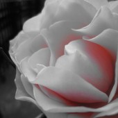 蒼幻しいか