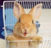 yellow rabbit