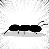 盆