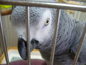 黒ヨウム