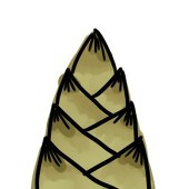 タケノコ