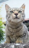 伊村トカゲ