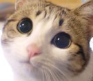 猫薯